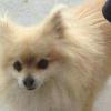 This is our miniture Pomeranian, his name is teddy, he went missing in reliance 5/21 between 1-2:30 pm, if any one found him, or has seen him or any info plz let us know, or call 307-922-6247, or 307-371-4817, 