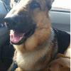 Male German Shepherd missing from Grand Teton National Park near Leigh Canyon RD in Alta, WY. Missing since May 8, 2017.