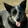 Hillsdale, WY Zip is still missing. He is a 4-year-old neutered male blue Australian Cattle Dog. He was last seen on Bluebonnet Lane North of County RD 214 in Hillsdale on Saturday, July 29, 2017, at 4:30 pm MST. He was with his sister Katie seen here in the picture. He has a leather collar with copper beads on top. His tags are gone but he is microchipped. He is limping on his right front shoulder. His left ear does not stand up. He is UTD on all shots and wormer. I made this public on my personal page. Please share. Any information is welcome.Good news or bad! 307-630-1835

