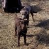 Lost dogs. Last seen Porcupine Campground in the Big Horns. Contact Brad at (307) 756-2671 or me on messenger if found.