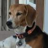 Sadie, missing small female beagle from BB Brooks (north of Casper), Contact owner Holly Cosens Guinn at 307-262-8144