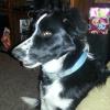 Tuff, a male border collie, has been missing west of Casper since PRIL 29. Owner is Natalie Carpenter.
