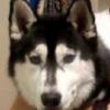 Arco, went missing from our place ABOUT 10 miles west of Kinnear. He's a super friendly, playful, beautiful husky, wearing a collar and tags. If you see him, or think you've seen him, please call 856-1481.