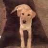 Whiskey, Our family pup is still missing. 10 months old Yellow Lab. She is sweet and energetic. We very desperately want her home. Owner Shannon Ferree