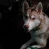 
Sparticus 9 month old husky; has one blue eye one hazel eye black collar with rhinestones. Please call or text 605-569-2673 Bobbie Wilson