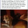 
Copper - This dog was lost in Farson. Please call/text/msg 307-871-1531