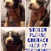Our home was broken into on February 19 at about 9:45 a.m. and our puppies were stolen! Please help us in finding them and getting them back home to their mother! Alex 4072861602