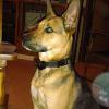 His name is Tyler and he is a German Shepard mix with a limp on his right shoulder. Belongs to Dakota Bryan in Riverton WY