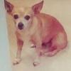LOST - Brown Chihuahua, female, goes by the name of Meggie.
Last seen in North casper neighborhood, near the river. Contact Live Freely
