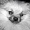 Kizzy, Pom belonging to Katelyn Buecker, missing in NCHS area, call 307-247-5807 